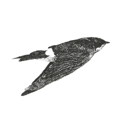 Sofía Wiñazki, Golondrina, serigrafía 25x25cm sin marco, en edición limitada de 20 ejemplares, numerados y firmados (-10% efectivo, transferencia ó débito eligiendo la opción "pago a convenir") - comprar online
