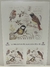 LAMINA SUBLIMACION CAMILA ARTESANIAS, VINTAGE PAJAROS 21X30 (CA 71) - comprar online
