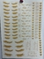 CALCO VITRIFICABLE PORCELANA COLOR FRASES 25X35 (44)