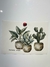 LAMINA TRANSFER UV CACTUS 14X22 OUR HOBBY