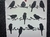 STENCIL PAJAROS 40X42 (AMP 06) PAMPA