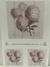 LAMINA SUBLIMACION CAMILA ARTESANIAS, FLORES HORTENSIAS 21X30 (CA 17)