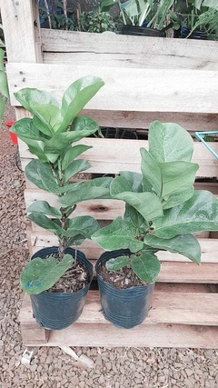 Ficus pandurata de hoja grande - comprar online