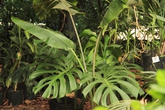 Monstera deliciosa tamaño XL - comprar online