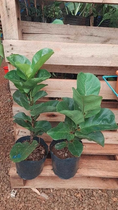 Ficus pandurata de hoja grande - comprar online