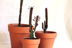 Euphorbia en maceta terracota - comprar online