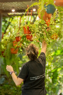 Columnea colgante - Viverarte