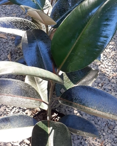 Ficus elástica negro - comprar online