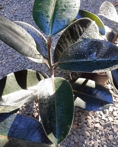 Ficus elástica negro - Viverarte