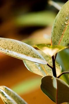 Ficus elástica negro