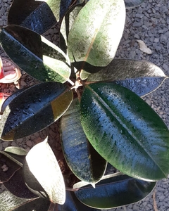 Ficus elástica negro - tienda online