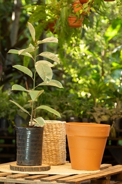 Ficus elastica matizado - Viverarte