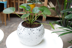 Pilea en maceta terrazo - comprar online