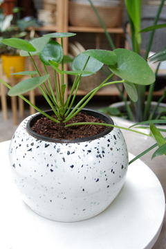 Pilea en maceta terrazo