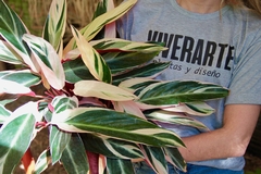 Calathea Stromanthe