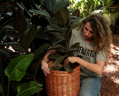 Ficus elástica negro