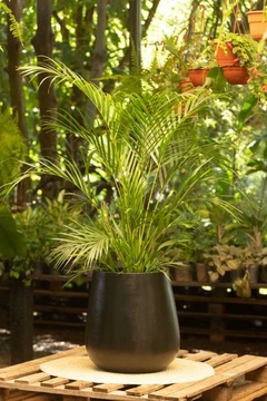 Palmera areca en maceta gota