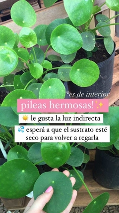 Pileas
