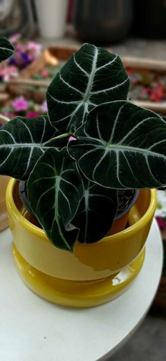 Imagen de Alocasia black en maceta bulón amarilla