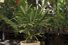 Palmera Raphis M en internet