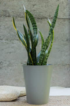 Sansevieria XL en maceta cónica