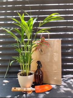 Set: areca + maceta+ pulverizador Ámbar + palita Tramontina