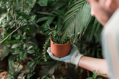 Mini jardín de suculentas - Viverarte