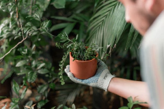 Mini jardín de suculentas - Viverarte