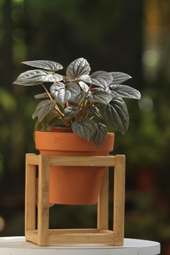Set de interior peperomia