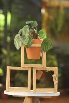 Set de interior watermelon