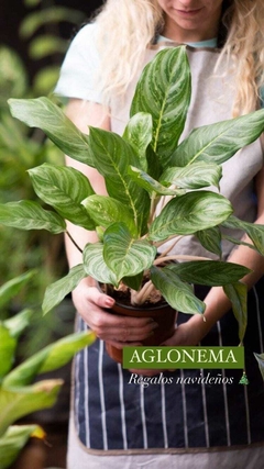 Aglonema
