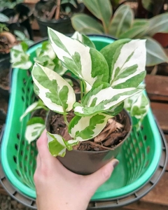 Potus Joy (eio) variegado