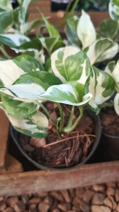 Potus Joy (eio) variegado - comprar online