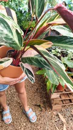 Calathea Triostar
