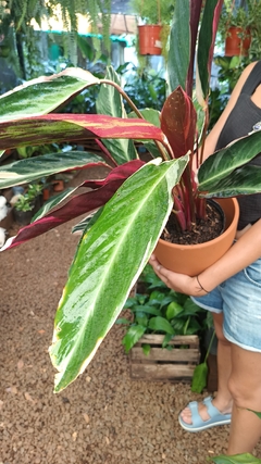 Calathea Triostar - comprar online
