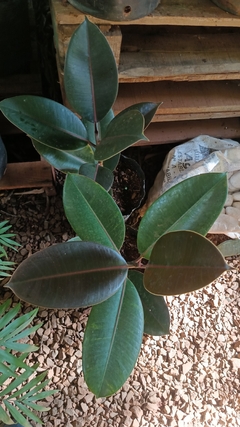 Ficus elástica - comprar online
