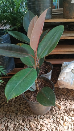 Ficus elástica