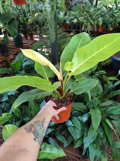 Filodendron Imperial lemon