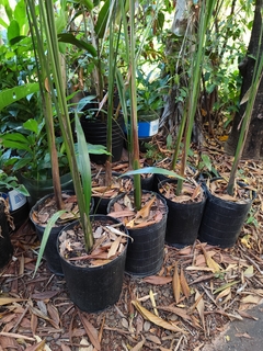 PALMERA REAL M 1,50M - comprar online