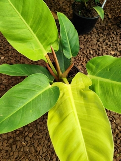 Filodendron Imperial lemon - comprar online