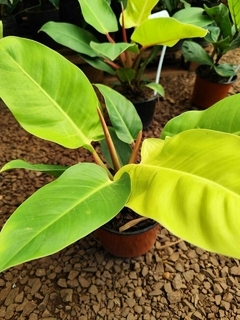 Filodendron Imperial lemon en internet