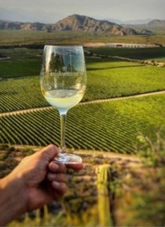 Espumante Rose - Bodega Chañarmuyo - El Regional