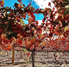 Vino Malbec - Bodega Febrero - El Regional