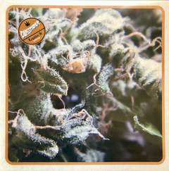 Dope Smoker – Legalize It