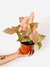 syngonium rosado