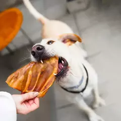 Orejas deshidratadas x3 - DogTime