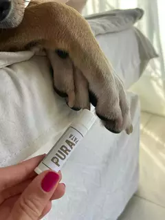 Bálsamo hidratante Lipstick - DogTime
