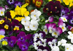 Semillas de flores - comprar online