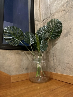 Planta Monstera chica