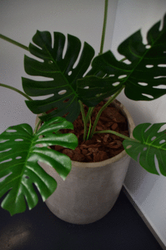 Planta Monstera - comprar online